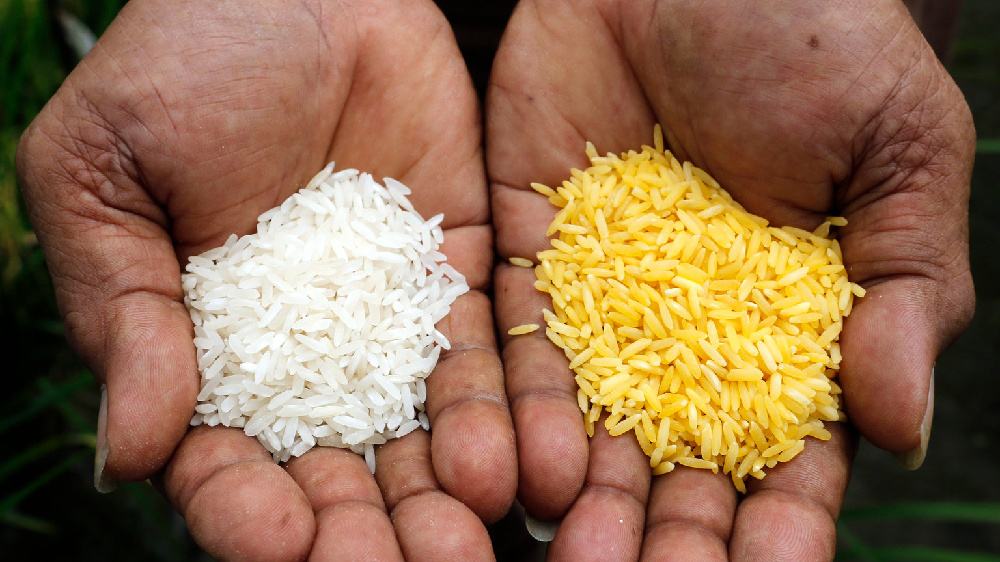 黃金米和大米的比較 黃金米和大米的比較